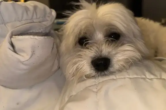 Lost Shih-Poo: Light Grey Ears, Miramar