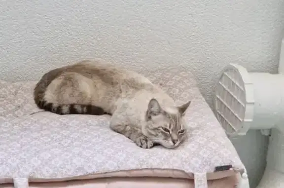 Chat beige câlin trouvé à Rouen - photo
