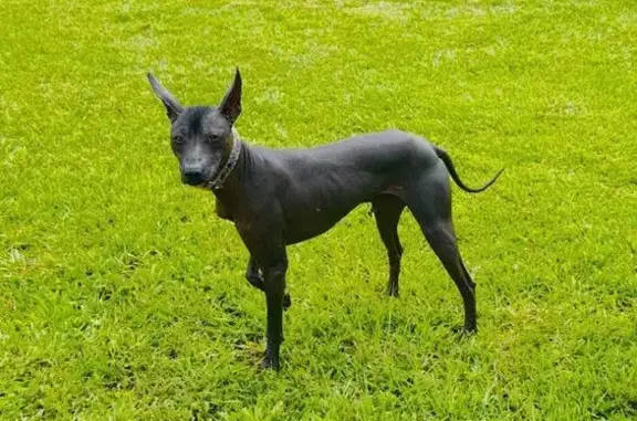 Lost and found pets Rocky Mount, photo: Lost Xoloitzcuintli: Black, Red Shirt, Sapphire Rd