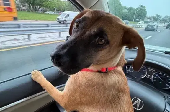 Lost Dog: Tan Coat, Black Face, 6th Ave