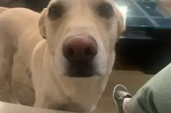Help Find Our Lost Yellow Lab in Casa Grande!