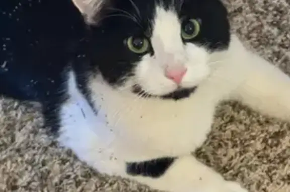 Lost pets Bountiful, photo: Lost Cat: Unique Markings, Lover Boy