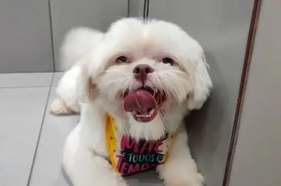 cachorro desaparecida