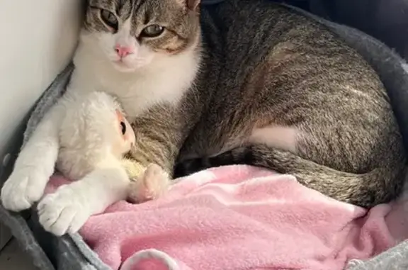Animaux perdus Reims, photo: Chat perdu : tigré marron-blanc, yeux verts