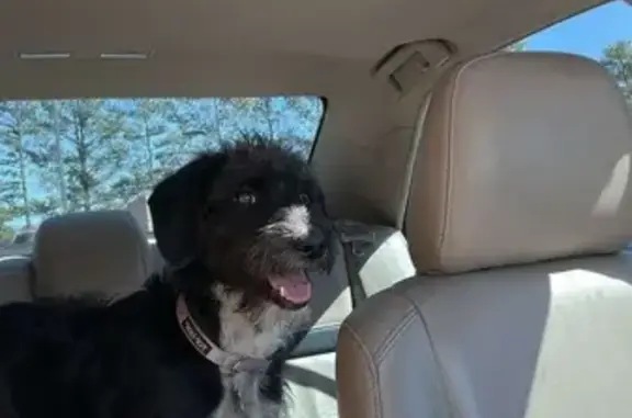 Lost Dog: Friendly Black & White Pup