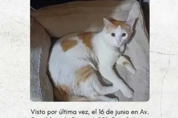 Gato perdido: blanco con manchas naranjas