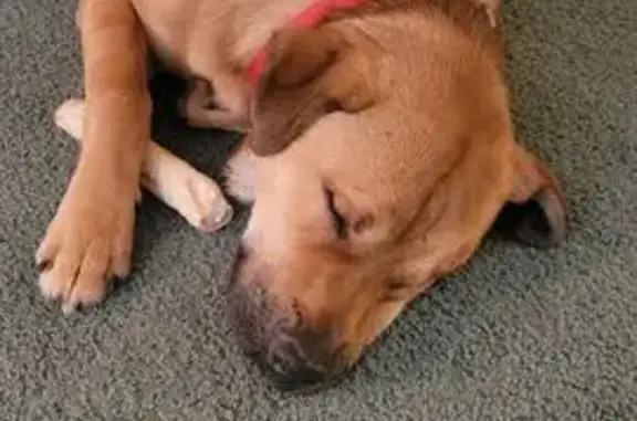 Lost Dog: Brown/Red/Black, Verbena Area