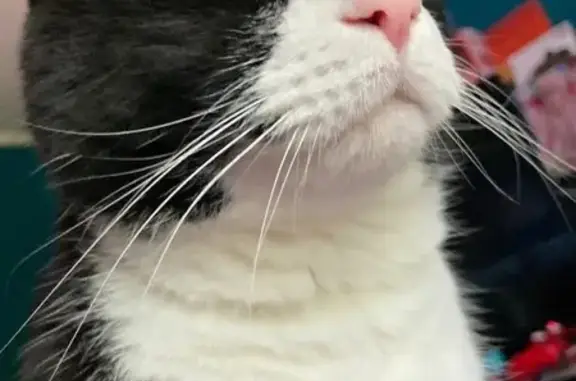 Lost Tuxedo Cat on VFW Hwy, Bozrah