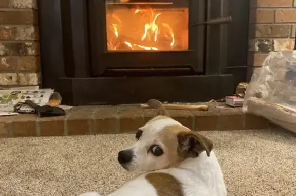 Lost Elderly Chihuahua Mix in Snohomish