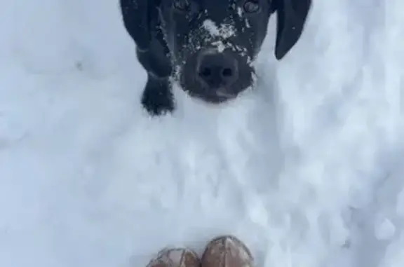 Lost Energetic Black Dog in Aetna, MI