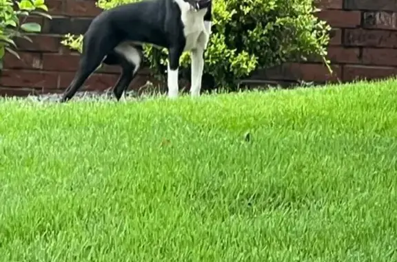 Found dog Rogersville, photo: Found: Black & White Dog in Rogersville