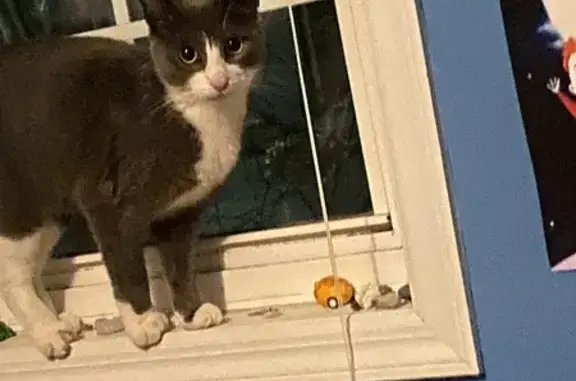 Lost Gray Cat with White Markings in Islandia