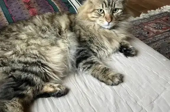 Lost and found pets Gilbert, photo: Lost Tabby Cat: Hercule Poirot in Gilbert