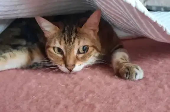 Chatte tigrée perdue à Beaumont - photo