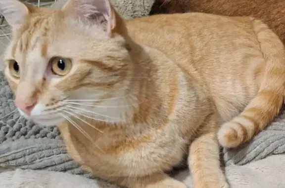 Chat roux perdu, 2 ans, Rue du Commerce - photo