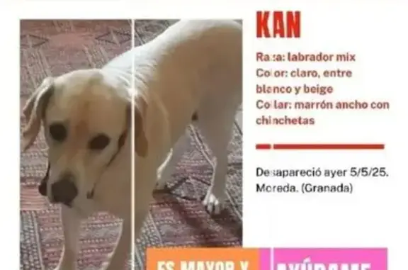 Perro Perdido en Moreda: Labrador Beige Mayor