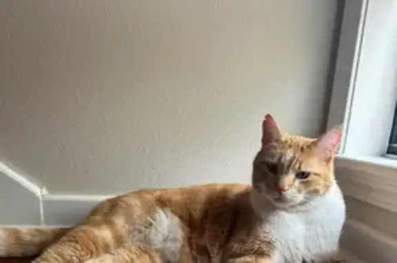 Lost and found pets Fayetteville, photo: Missing Orange Tabby: Fayetteville Area