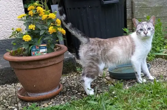 Animaux trouvés Besançon, photo: Chatte trouvée à Besançon, 7 mois, blanche/marron