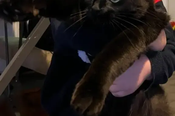 Animaux perdus Nancy, photo: Chatte noire perdue, poil mi-long, Nancy