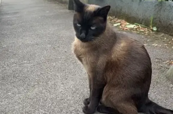 Chat perdu, Talange, photo: Chatte perdue marron/beige à Talange