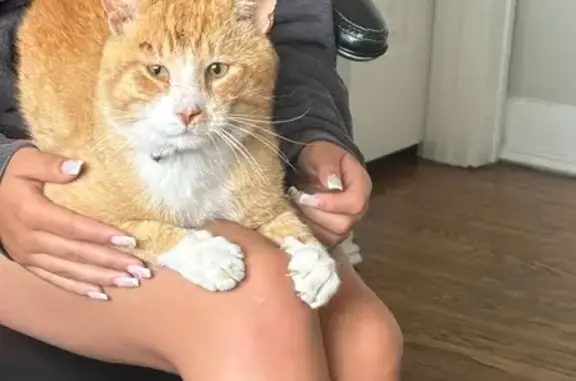 Lost Cat Garfield: Blue Bow Tie & Bald Spot