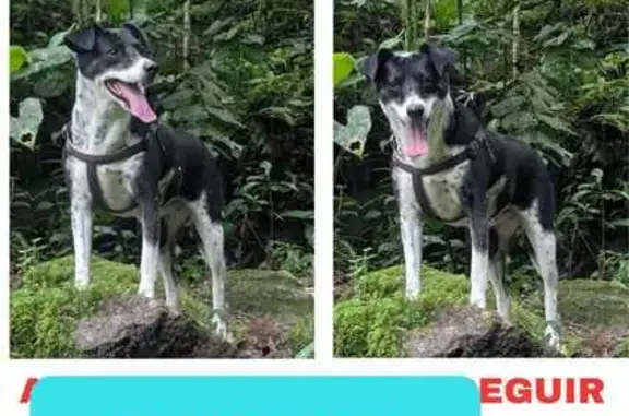 Perrita asustada perdida en San Ernesto, 14