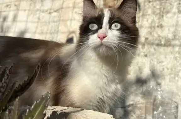 Pequeña Gata Perdida en Capdepera