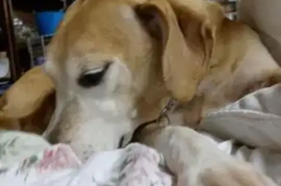 Help Find Molly: Lost Tan & White Dog