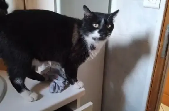 Chat perdu : noir/blanc, tâche grise, Reignier - photo