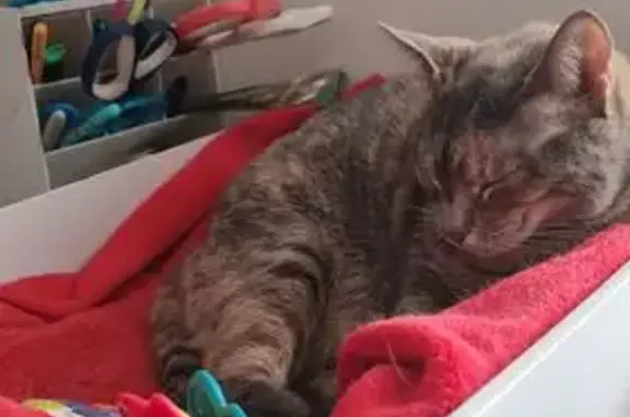 ¡Ayúdanos a encontrar a nuestra gata Yoshi!