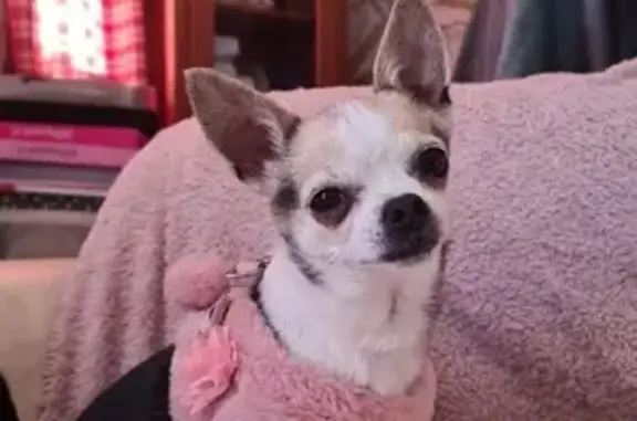 Chihuahua femelle 9 ans perdue à Mouriès - photo