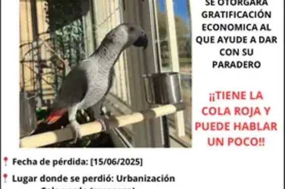 ¡Ave Yaco Gris Perdida en Zara...