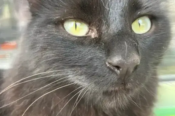 ¡Gato Negro Perdido en Sanlúcar!