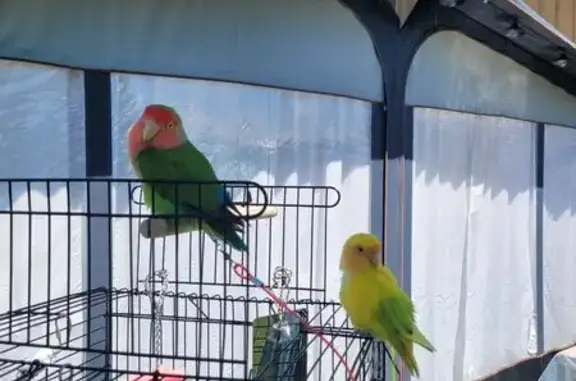 Animaux perdus Grane, photo: Oiseau jaune-vert perdu à Grane
