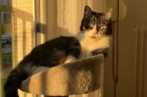 Chat perdu, Alfortville, photo: Chatte tigrée grise perdue à Alfortville