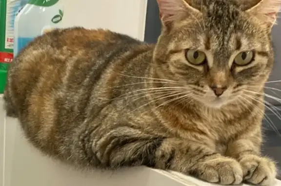 Chat perdu, Bollène, photo: Chatte tigrée disparue à Bollène