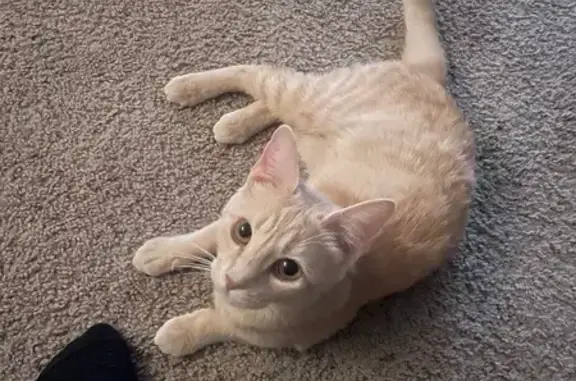 Missing cat Las Vegas, photo: Lost: Timid Orange & White Cat in Vegas