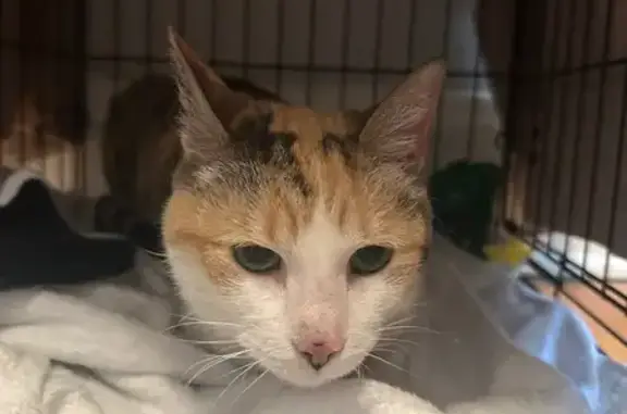 Found cat Chicago, photo: Found Cat on North Winthrop Ave, Chicago
