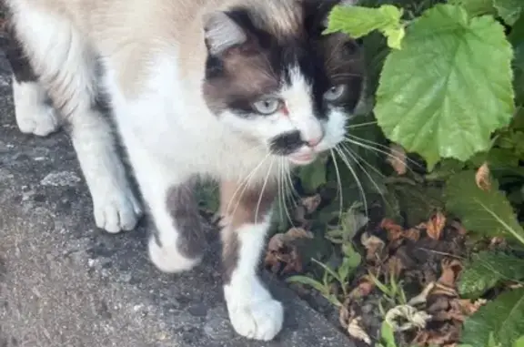 Chat trouvé Villefranche-sur-Saône, photo: Chat mâle trouvé, câlin et bavard