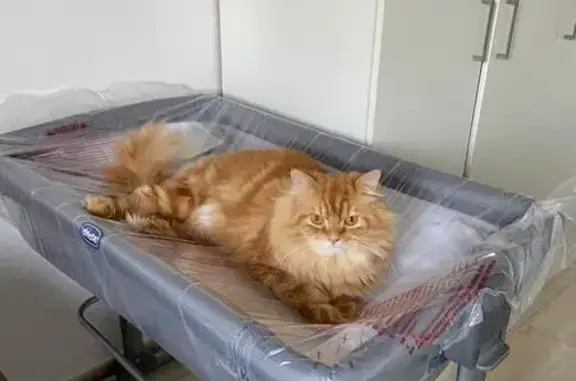 Perdido: Gato Naranja Persa en Mollet