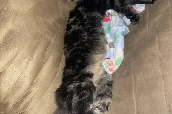 Lost Cat in Amelia, OH - Help Needed!