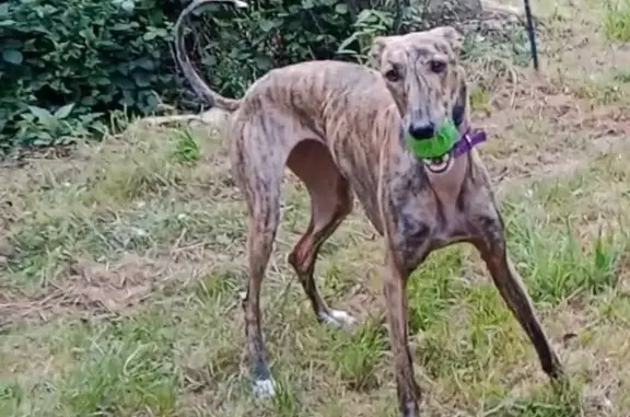 ¡Ayuda! Galga Atigrada Perdida en Escobedo