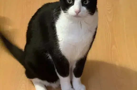 ¡Gato Perdido! Blanco y Negro en Madrid