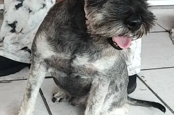 Perro Encontrado en Ixtapaluca, Calle la Palma