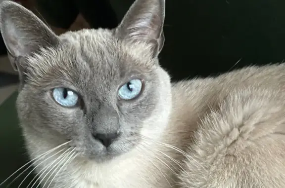 Animaux perdus Saint-Uze, photo: Chat siamois croisé perdu à Saint-Uze