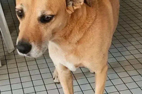 Chien trouvé Bourges, photo: Chienne fauve assoiffée trouvée à Bourges