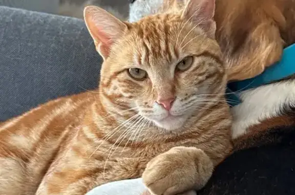 Jeune chat mâle roux perdu à Cheval-Blanc - photo