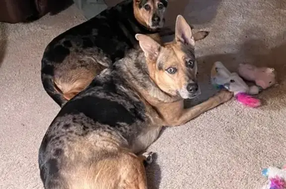 Lost Dog in Maple Grove: Friendly & Sweet