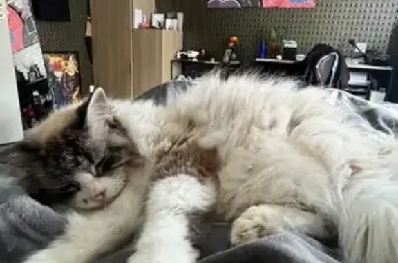 Chatte âgée disparue à Saint-Jouan - photo