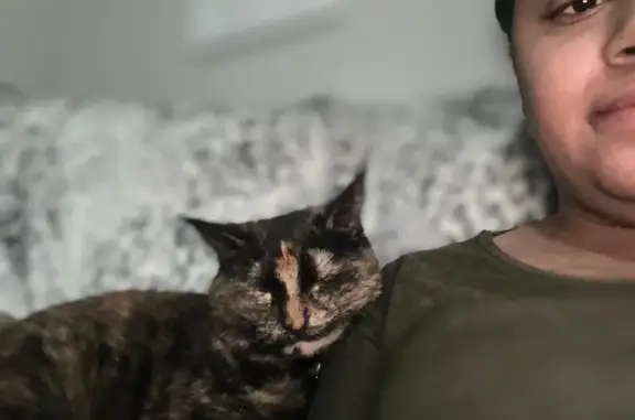 Lost Tortoiseshell Cat: Indiana Ave, KC